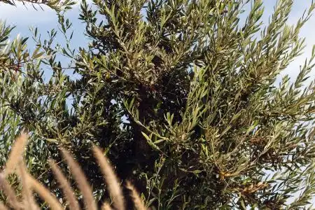 Avgoustos Suites Naxos - 58