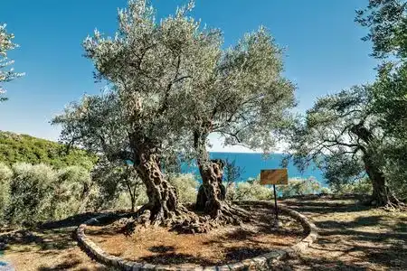 Holiday Park Olive Tree - 3