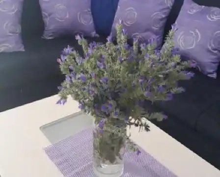 Guesthouse Oaza Emi - 48