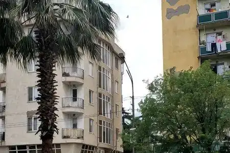 Green Palma - 2