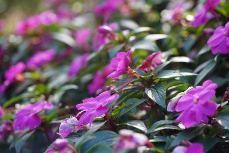 TTC Dreamy Hill Resort - 6