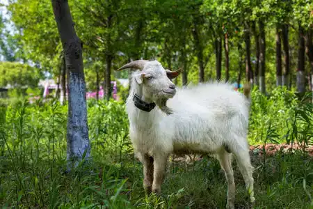 Zhouzhuang Oasis Ecological Leisure Farm - 6