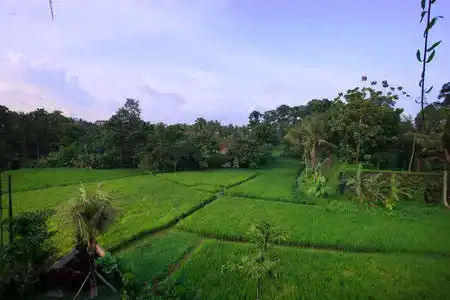 Byasa Ubud - 5