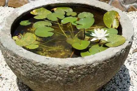 Moganshan Jinshe - 1