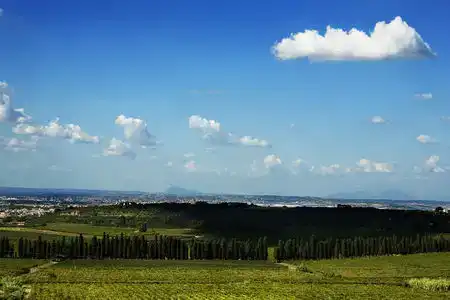 Flora - 2
