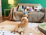 Pet Traveler Theme Suite