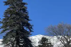 Semeynyy dom Cottage