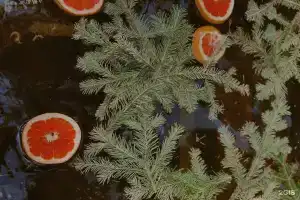 Bani Krylosovskie Hotel