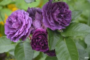 Domik u Reki Cottage, Suzdal