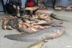 Guest house, Lipetsk