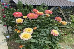 Lazur Hotel, Kheivani