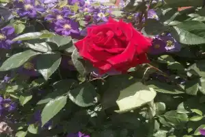 Guest house, Stary Oskol