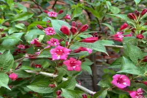 Adam Home Apartments, Hvalynsk