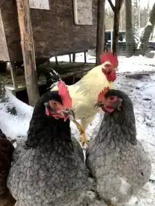 Ethno-Usadba Tourist base - 109