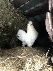 Ethno-Usadba Tourist base - 107