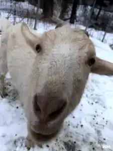 Ethno-Usadba Tourist base - 106