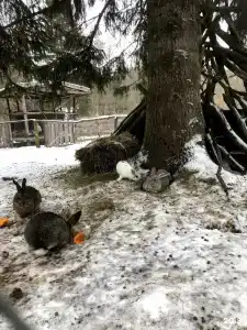 Ethno-Usadba Tourist base - 105