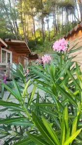 Kottedzhi na Beregu Morya Recreation Center - 11