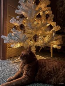 Uralskij Teremok - 86