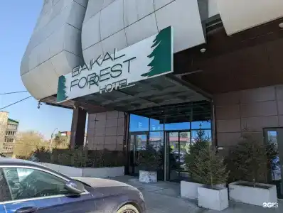 Baikal Forest - 3