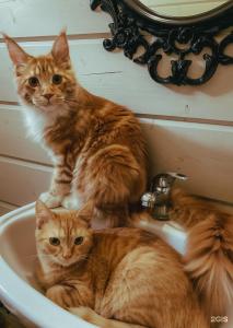 Uralskij Teremok - 94