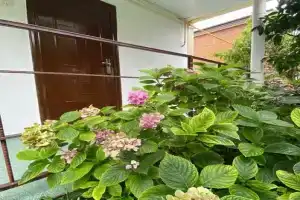 Fruktovyy sad Guest house, Mamedova Shchel