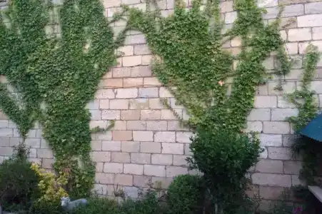 Baza Guest House - 10