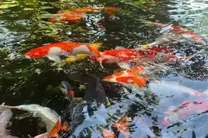 Adiwana Suweta, Ubud