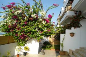 Lana Villa, Muscat