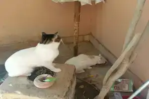 Sultan BEY Resort, Hurghada