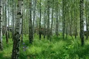 Glamping Norke Yeseninskaya Rus, Ryazan