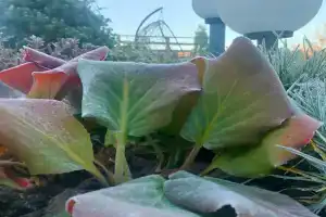 Gornyy rodnik Guest house, Prichtovsky