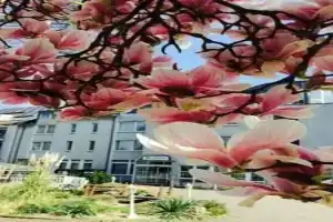 Astoria City Resort, Essen