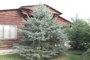 Ribalkino Resort, Poldnevkoye