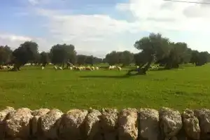 Masseria Pelosella B&B, Fasano