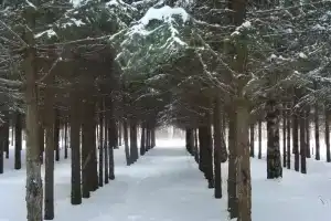 Sanatorium-profilaktoriy Zhemchuzhina, Osa
