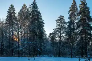 Buzlukskiy Bor Sanatorium, Partizanskiy