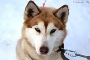 Malamut Lend Tourist base, Poselok Zadel'noye