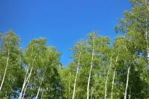 Bereza Country Tourist base, Peshkovo