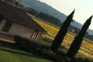 Agriturismo Le Rondini di Francesco di Assisi, Cannara