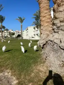 Pickalbatros Dana Beach Resort - Aqua Park - 99