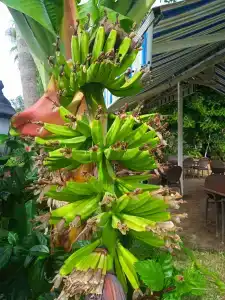 Cleopatra Golden Beach - 22