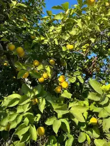 Citrus Park - 39