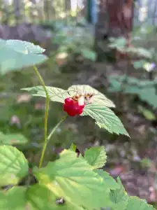 Knyazhyya Rechka Baza Otdykha - 59