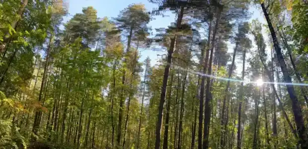 Baza Otdykha Monte-Karlo - 17