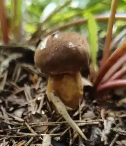 Recreation center Lesnye dali - 8