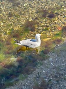 Loca'ada Büyükada - 16