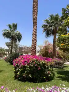 Desert Rose Resort - 25