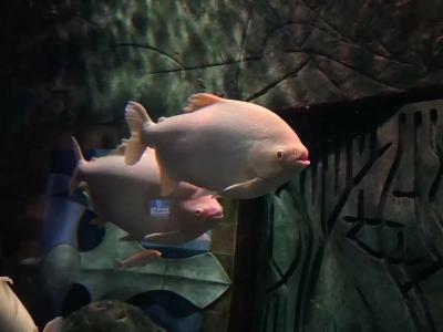 Atlantis, The Palm - 96