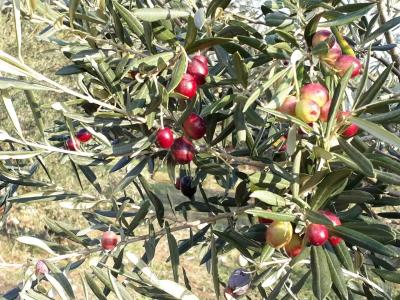 Dolphin Apart & - 29